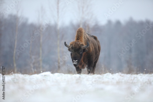 Obraz na płótnie Żubr (Bos bonasus), wisent w salonie