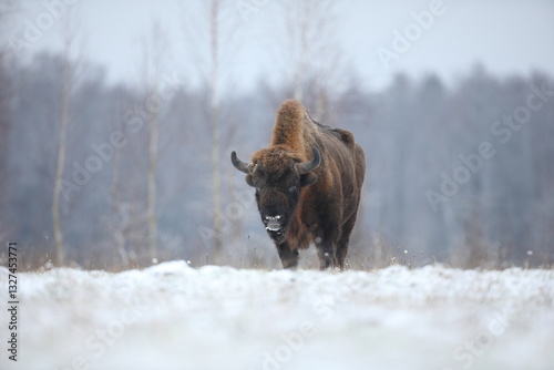 Obraz na płótnie Żubr (Bos bonasus), wisent w salonie
