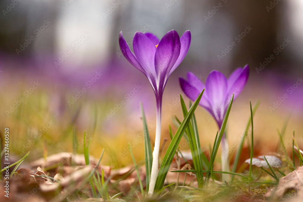 Fioletowe Krokusy w parku. Wiosna 2025