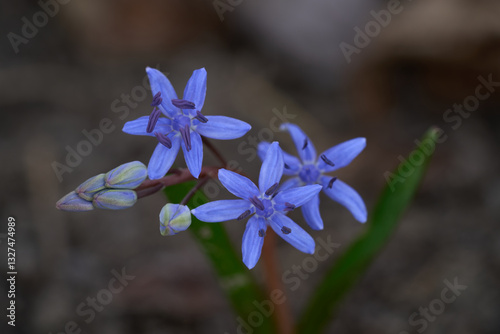 Scilla bifolia flower in detail of flower head. Known as Alpine Squill or two-leaf squill. Blue-purple spring flower in deciduous forest.