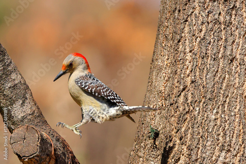 Red bellied woodpecker hops to limb against blurry background. 