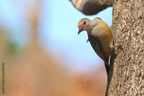 Red bellied woodpecker hops from limb to limb against blurry background. 