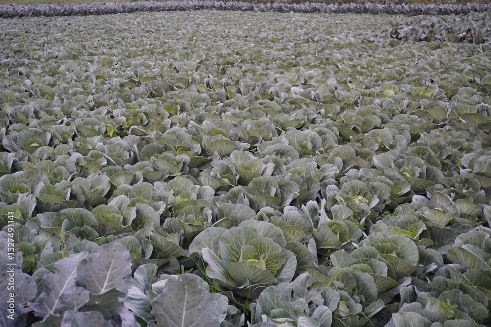 Fototapeta premium The field of cabbage, the cabbage plants are planted in proper lines