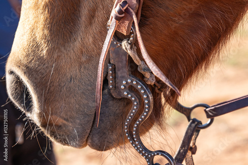 Obraz na płótnie Bit in a horse's mouth. w salonie