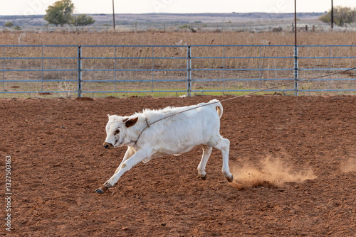 Obraz na płótnie Roped calf in a corral on a cattle ranch. w salonie