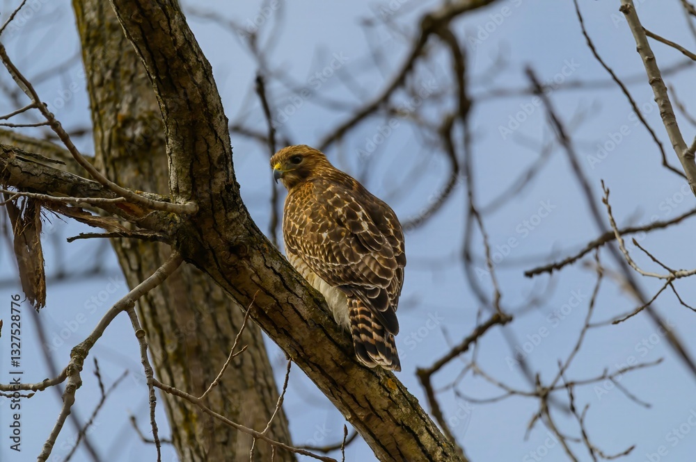A Red Shouldered Hawk Perches in a Tree at Seven Lakes State Park in Holly, Michigan. A Red Shouldered Hawk Perches in a Tree at Seven Lakes State Park in Holly, Michigan.