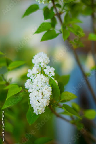 white lilac with fresh flowers