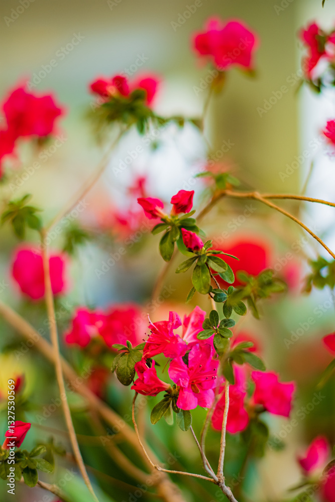 Fototapeta premium pink rhododendron in the pot