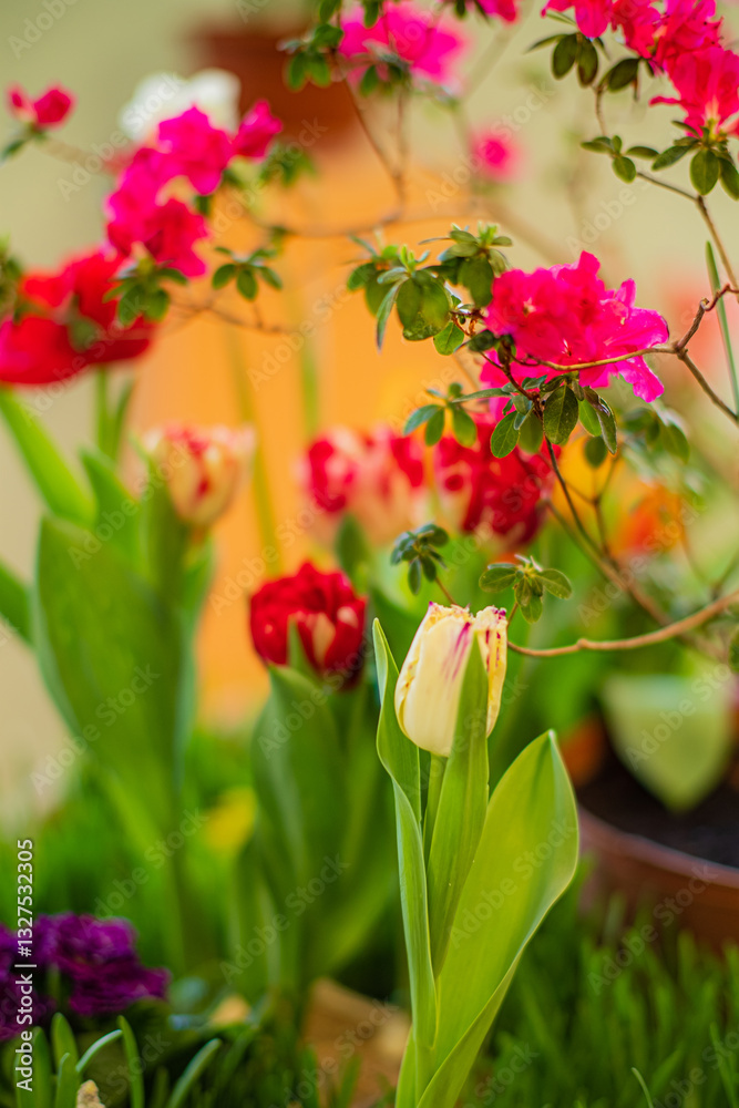Fototapeta premium spring flowers in the pot
