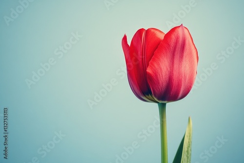 Red Tulip Close-up: Spring's Vibrant Bloom in Soft Focus.