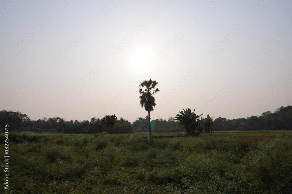 custom made wallpaper toronto digitalA palm tree is standing in the middle of the field, the sun is shining over the tree