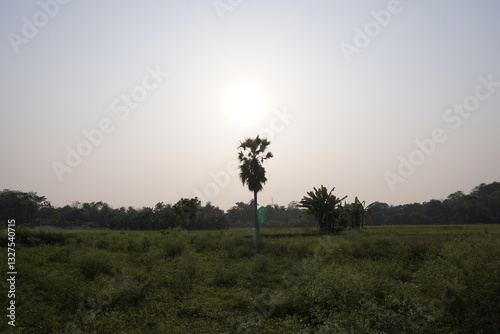 Wallpaper Mural A palm tree is standing in the middle of the field, the sun is shining over the tree Torontodigital.ca