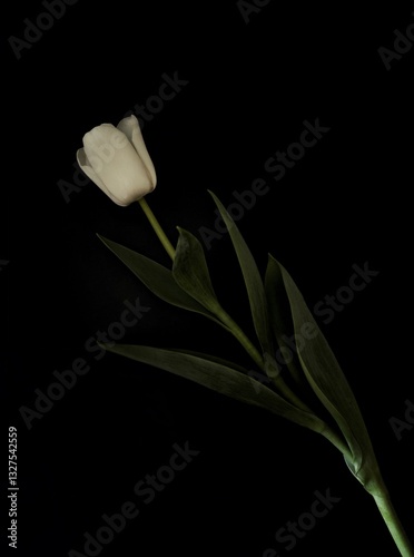 Modern Botanical Minimalism - white tulips