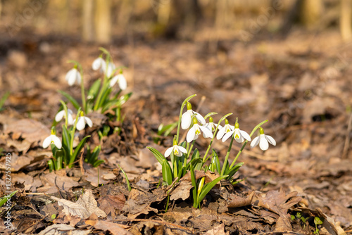 Spring snowdrop flowers blooming in sunny day. Beautiful snowdrops in spring forest. Scenic view of the spring forest with blooming flowers