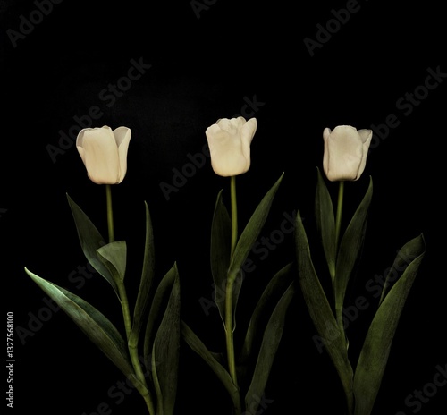 Soft and Elegant Tulips