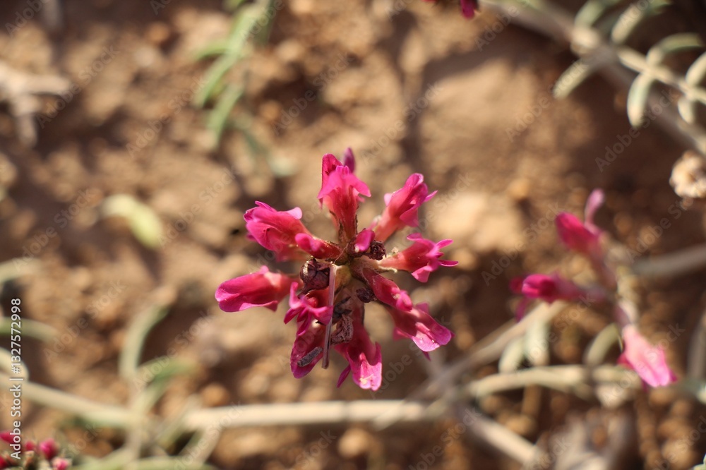 pink and white flowers