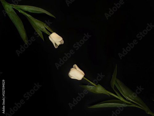 Minimalist White Flowers