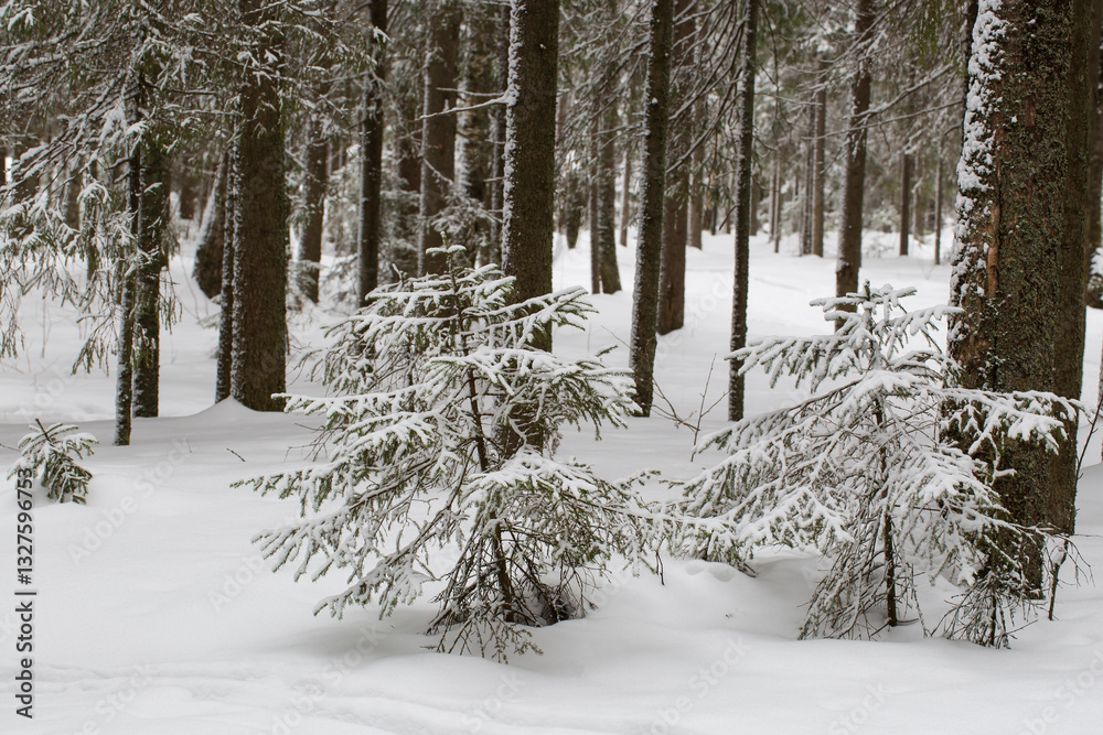 Winter landscape in a forest without sun with a lot of snow. Winter landscape in a forest without sun with a lot of snow.