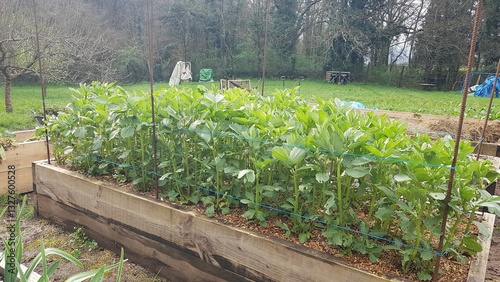 bed with young broad bean plants with stakes to grow in raised wooden bed in the vegetable garden