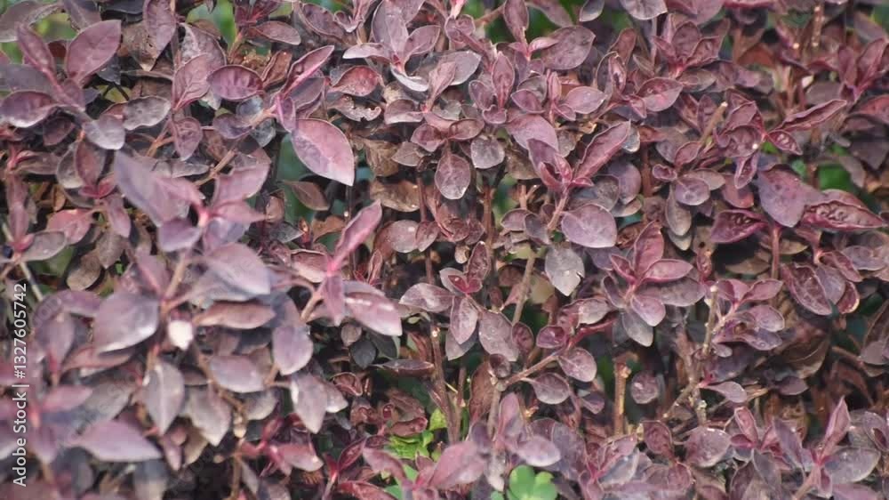 Panning shot of Alternanthera brasiliana ruby leaves in sunlight from right to left highlighting their vibrant red color.