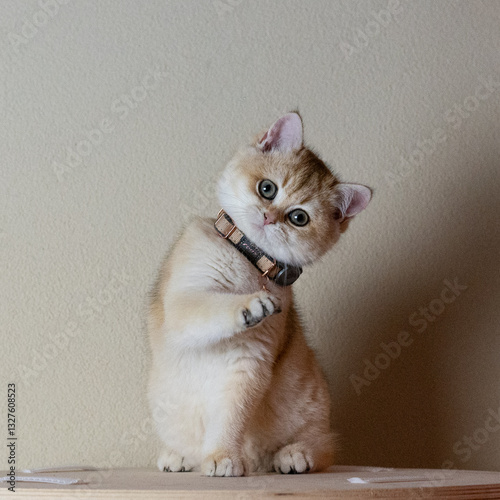 Cute portrait of a fluffy playful kitten