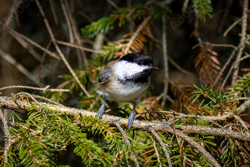 Mésange en gros plan