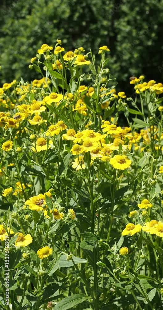 Autumn sneezeweed flowers (Helenium autumnale) Upright clumps clothed with lanceolate green leaves and adorned of bright yellow flowers with golden pollen attracting bees