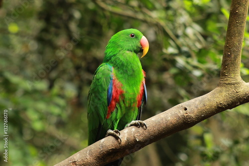 Green Parrot