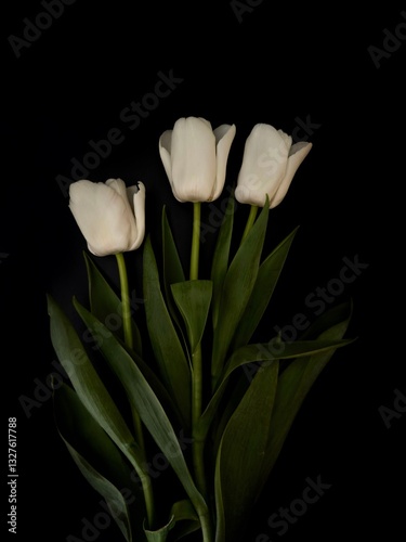 Soft and Elegant Tulips