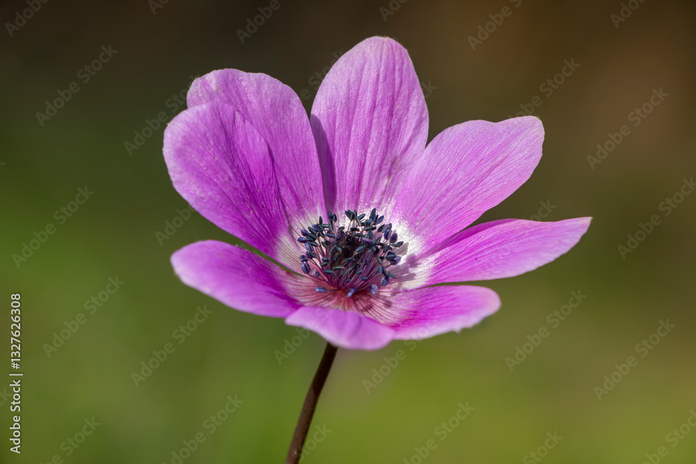 A poppy anemone flower with purple color. Anemone coronaria. Green nature background. Springtime in Greece. Selective focus. A poppy anemone flower with purple color. Anemone coronaria. Green nature background. Springtime in Greece. Selective focus.