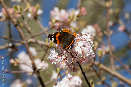 Red admiral butterfly (Vanessa Atalanta) perched on a white flower in Zurich, Switzerland photo