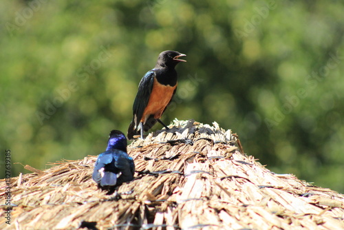 couple of colorful birds