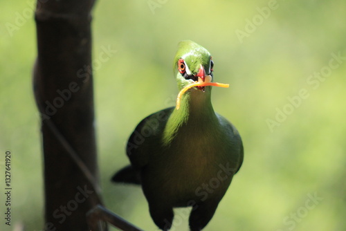 Big green bird eating a worm
