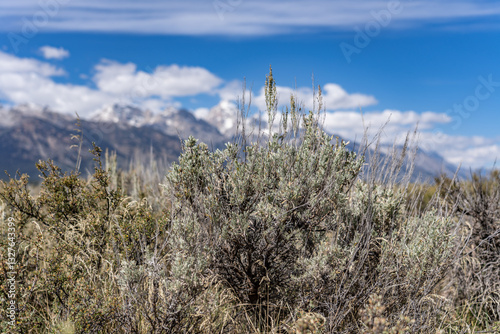 Artemisia tridentata, commonly called big sagebrush, Great Basin sagebrush or simply sagebrush, Teton Range. Grand Teton National Park, Teton County, Wyoming. photo