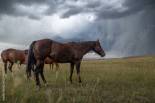 Ranch horse storm rain cloud equine prairie