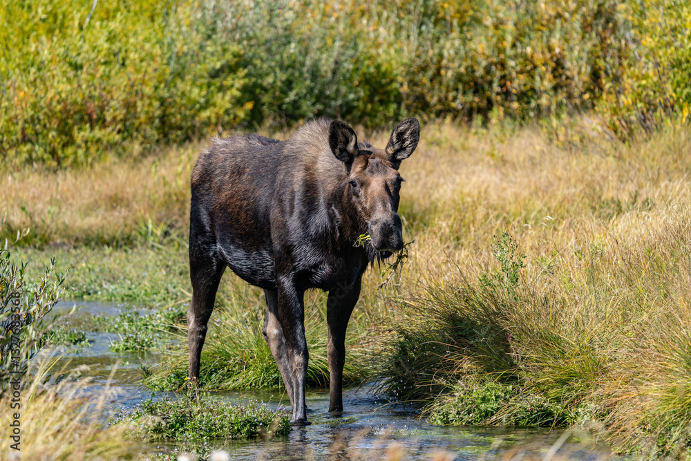 The moose (Alces alces) is the world's tallest, largest and heaviest extant species of deer, Blacktail Ponds Overlook, Grand Teton National Park, Teton County, Wyoming. Snake River The moose (Alces alces) is the world's tallest, largest and heaviest extant species of deer, Blacktail Ponds Overlook, Grand Teton National Park, Teton County, Wyoming. Snake River