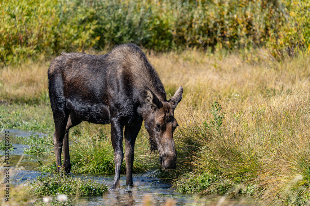 The moose (Alces alces) is the world's tallest, largest and heaviest extant species of deer, Blacktail Ponds Overlook, Grand Teton National Park, Teton County, Wyoming. Snake River The moose (Alces alces) is the world's tallest, largest and heaviest extant species of deer, Blacktail Ponds Overlook, Grand Teton National Park, Teton County, Wyoming. Snake River