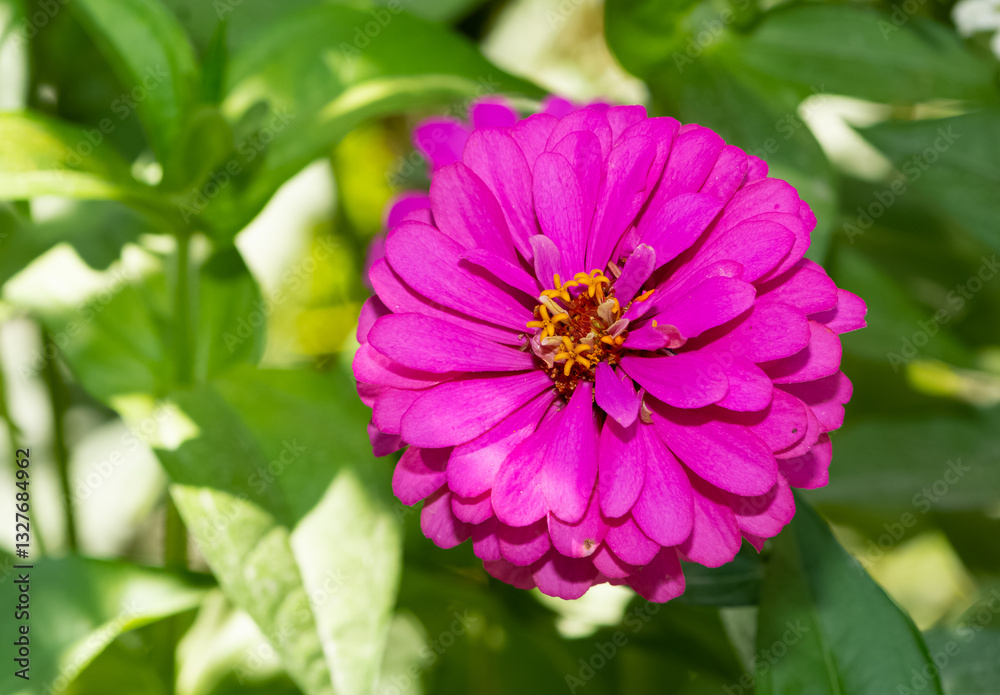 Various garden flowers images. Zinnia flower photos. Various garden flowers images. Zinnia flower photos.