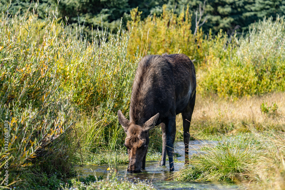 The moose (Alces alces) is the world's tallest, largest and heaviest extant species of deer, Blacktail Ponds Overlook, Grand Teton National Park, Teton County, Wyoming. Snake River The moose (Alces alces) is the world's tallest, largest and heaviest extant species of deer, Blacktail Ponds Overlook, Grand Teton National Park, Teton County, Wyoming. Snake River