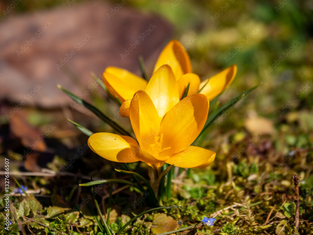 yellow crocus flower in the forest