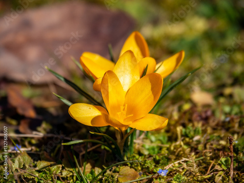Obraz na płótnie yellow crocus flower in the forest w salonie