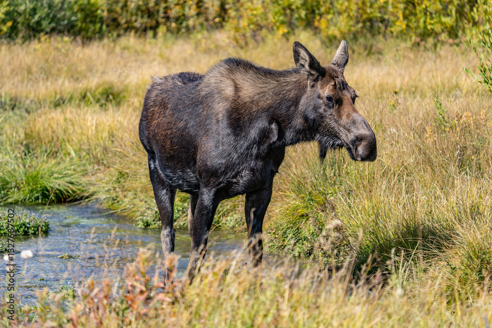The moose (Alces alces) is the world's tallest, largest and heaviest extant species of deer, Blacktail Ponds Overlook, Grand Teton National Park, Teton County, Wyoming. Snake River The moose (Alces alces) is the world's tallest, largest and heaviest extant species of deer, Blacktail Ponds Overlook, Grand Teton National Park, Teton County, Wyoming. Snake River