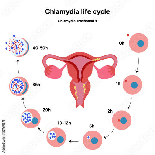 Chlamydia Trachomatis life cycle. Woman’s and man's reproductive system infections. Medical disease 