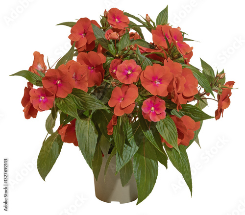 Impatiens en pot	