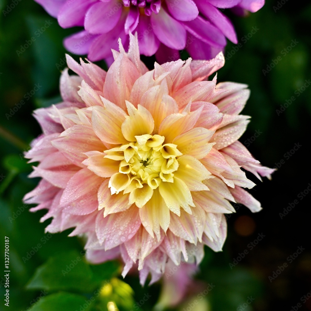 Dalia Dalia