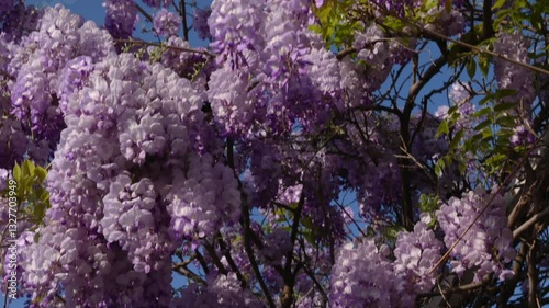 wisteria bush blooming with purple beautiful flowers in spring. High quality 4k footage