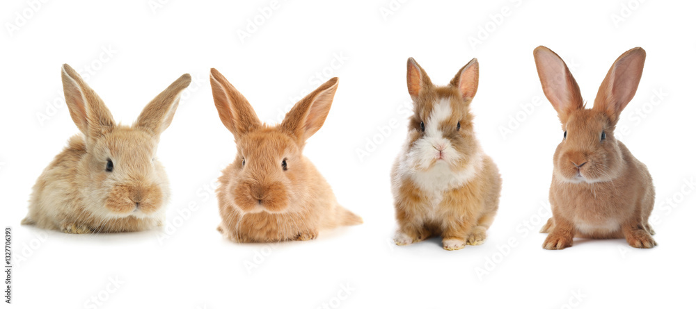 Cute fluffy rabbits isolated on white, set Cute fluffy rabbits isolated on white, set