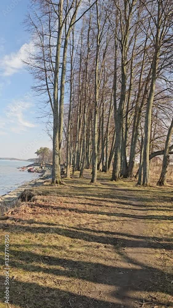 seashore, lake shore, sand dunes, pine and tree covered seashore
