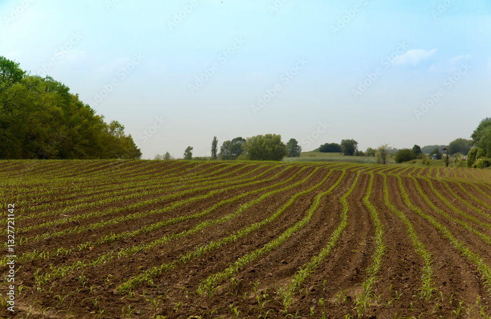 Large agricultural field with neatly planted rows of young corn crops emerging from soil. Field is bordered by trees and extends into distance, with scattered trees and hills in the background. Large agricultural field with neatly planted rows of young corn crops emerging from soil. Field is bordered by trees and extends into distance, with scattered trees and hills in the background.