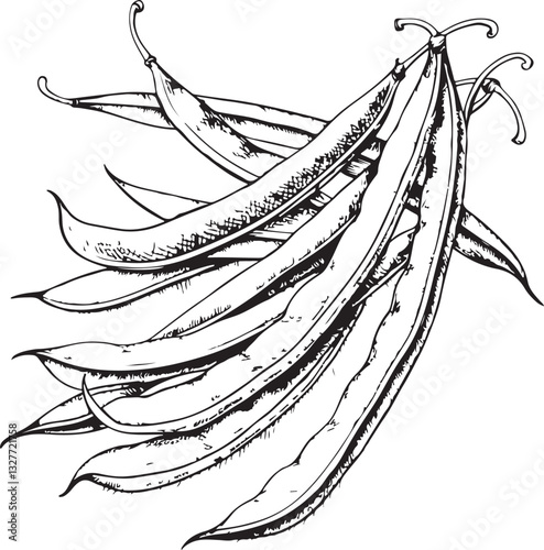 Green beans Vegetable Black and White Vector Illustration, Sketch Drawing Line Linear Engraving, Hand-drawn Isolated
